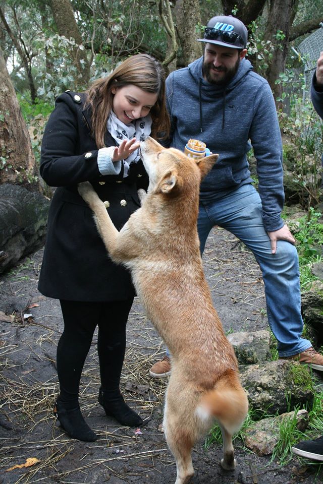 By Jingo Dingo Encounter - Australia Zoo