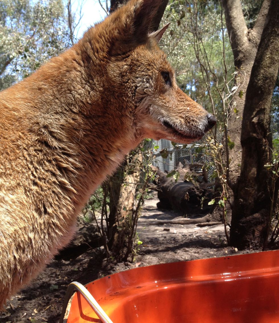 Dingo Encounter Redz Zoo