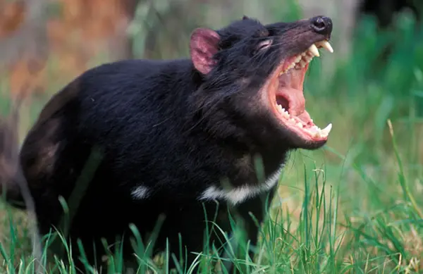 Tasmanian Devil